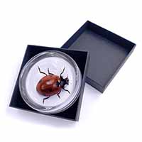 Close-Up Ladybird Print Glass Paperweight in Gift Box