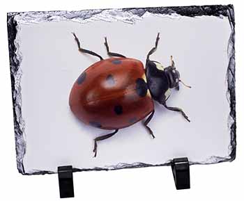 Close-Up Ladybird Print, Stunning Photo Slate