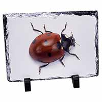 Close-Up Ladybird Print, Stunning Photo Slate