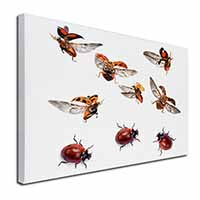 Flying Ladybirds Canvas X-Large 30"x20" Wall Art Print