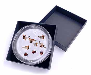 Flying Ladybirds Glass Paperweight in Gift Box