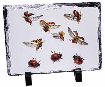 Flying Ladybirds, Stunning Photo Slate