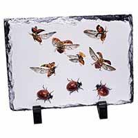 Flying Ladybirds, Stunning Photo Slate