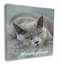 British Blue Cat 