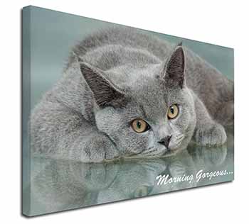 British Blue Cat 