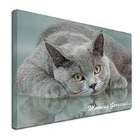 British Blue Cat 