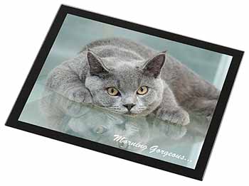 British Blue Cat 