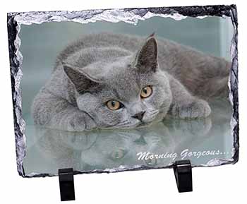 British Blue Cat 