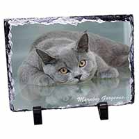 British Blue Cat 