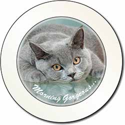 British Blue Cat 