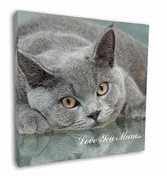 British Blue Cat 