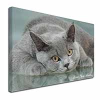 British Blue Cat 