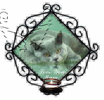 British Blue Cat 