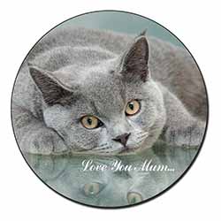 British Blue Cat 