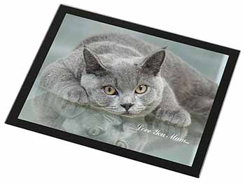 British Blue Cat 