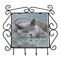 British Blue Cat 