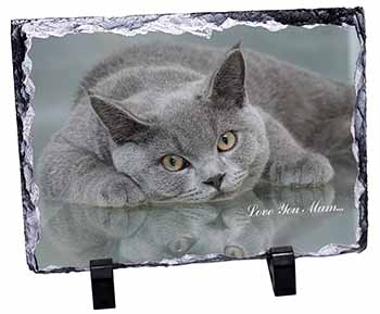 British Blue Cat 