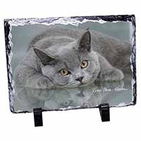 British Blue Cat 