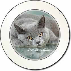 British Blue Cat 