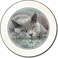 British Blue Cat 