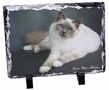 Birman Cat 