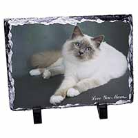 Birman Cat 