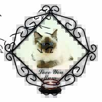 Ragdoll Cat 