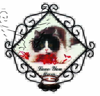 Kitten 