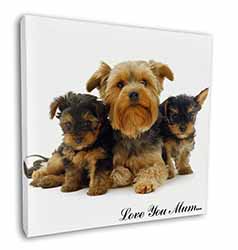 Yorkshire Terriers 