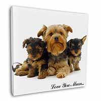 Yorkshire Terriers 