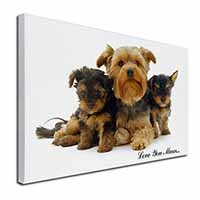 Yorkshire Terriers 