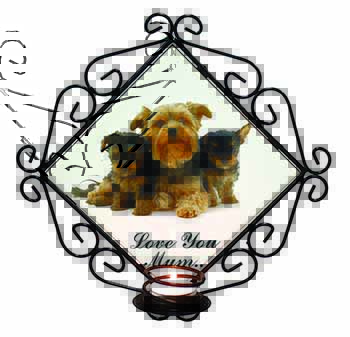 Yorkshire Terriers 
