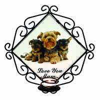 Yorkshire Terriers 