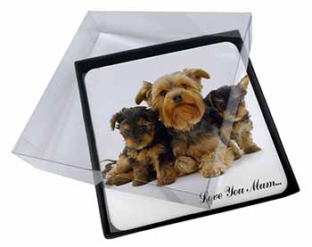 4x Yorkshire Terriers 