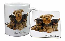 Yorkshire Terriers 