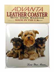 Yorkshire Terriers 