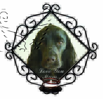 Cocker Spaniel 