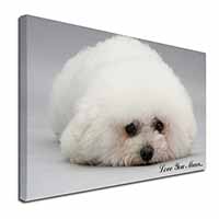 Bichon Frise Dog 