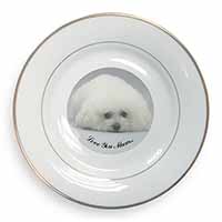 Bichon Frise Dog 