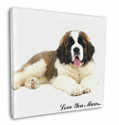 Saint Bernard 