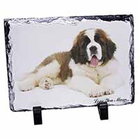 Saint Bernard 