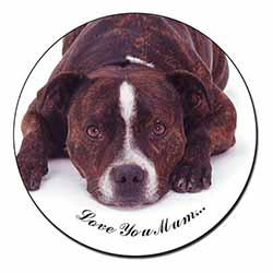 Staff Bull Terrier 