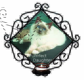 Birman Cat 