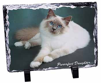 Birman Cat 