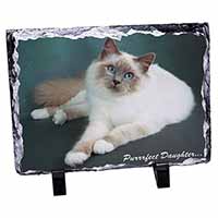 Birman Cat 