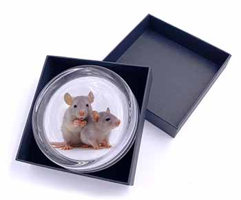 Silver Blue Rats Glass Paperweight in Gift Box