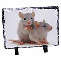 Silver Blue Rats, Stunning Photo Slate