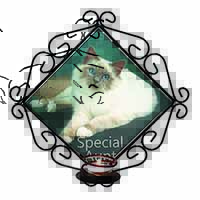 Birman Cat 