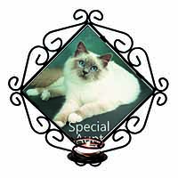 Birman Cat 