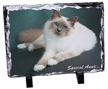 Birman Cat 